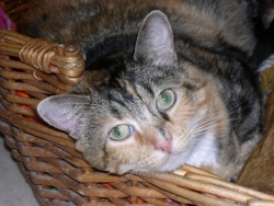 Nala