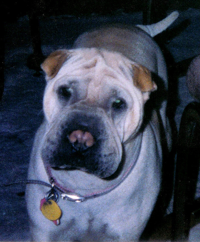 Our beloved Teenie - All Creatures Veterinary Hospital, Dublin, CA. We know  shar pei!