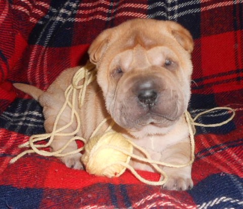 puppy with yarn